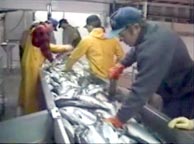 Рыбоперерабатывающий завод Аляска